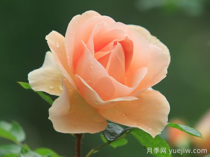 星星公主月季(图1)