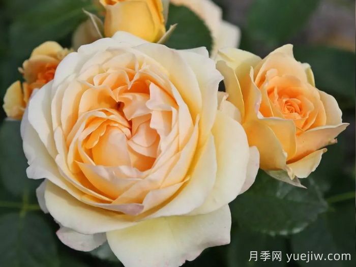 聚光灯月季(图2)