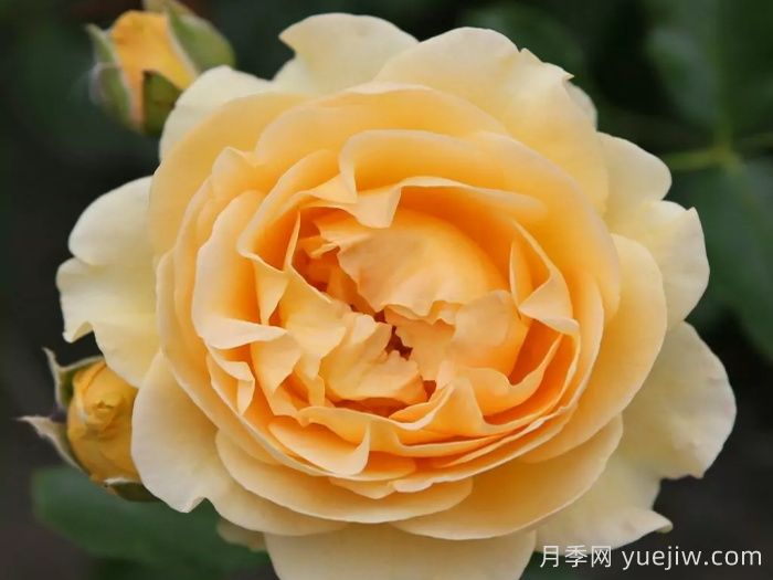 聚光灯月季(图1)