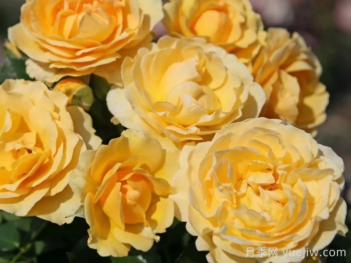 聚光灯月季(图3)