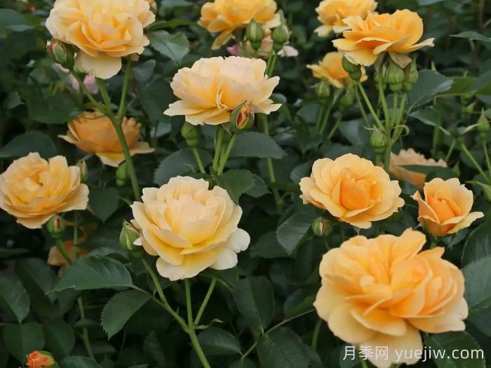 聚光灯月季(图4)