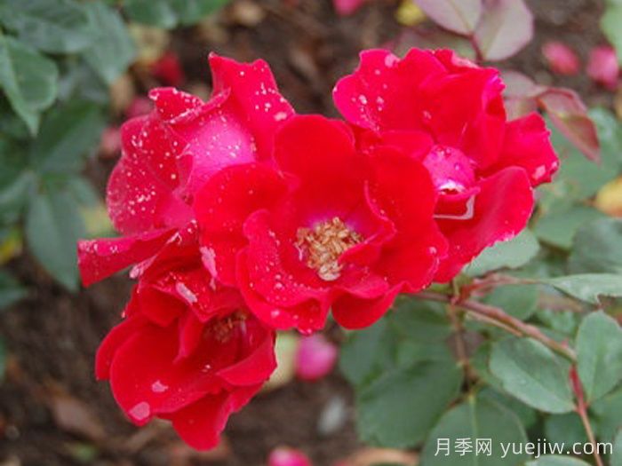 萤火虫月季/荷斯坦月季(图1)