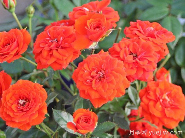 橙色宝贝月季/橙色樱儿(图2)