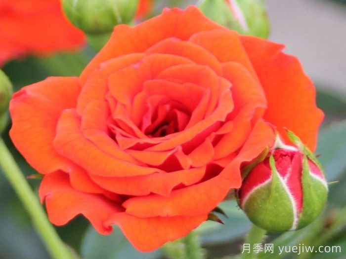 橙色宝贝月季/橙色樱儿(图1)