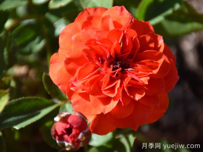 橙色宝贝月季/橙色樱儿(图3)