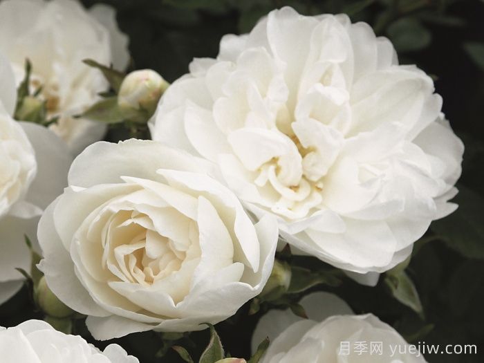 白色宝贝月季/白色樱儿(图1)