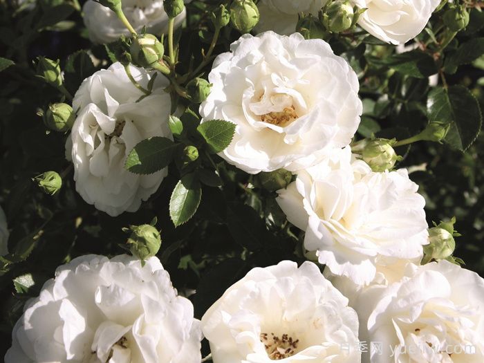 白色宝贝月季/白色樱儿(图2)