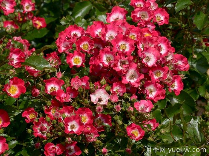 小钻石月季(图1)