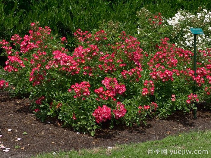 小钻石月季(图2)