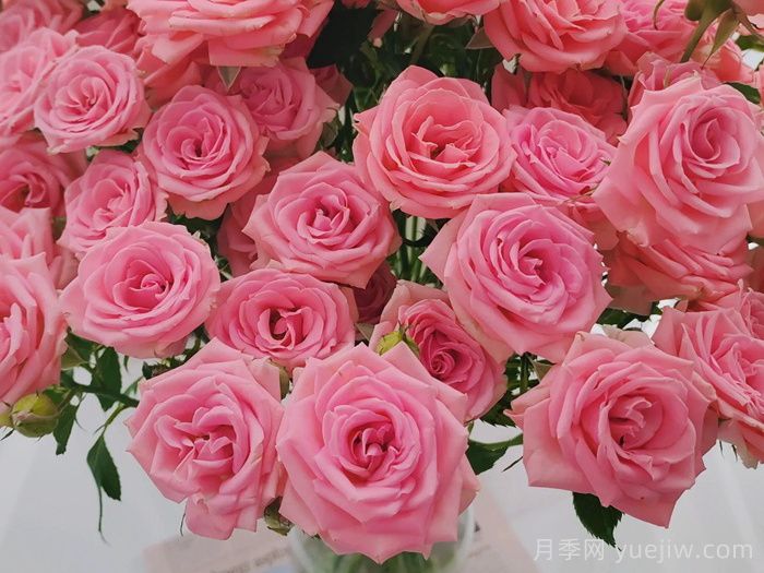 露露公主月季(图1)