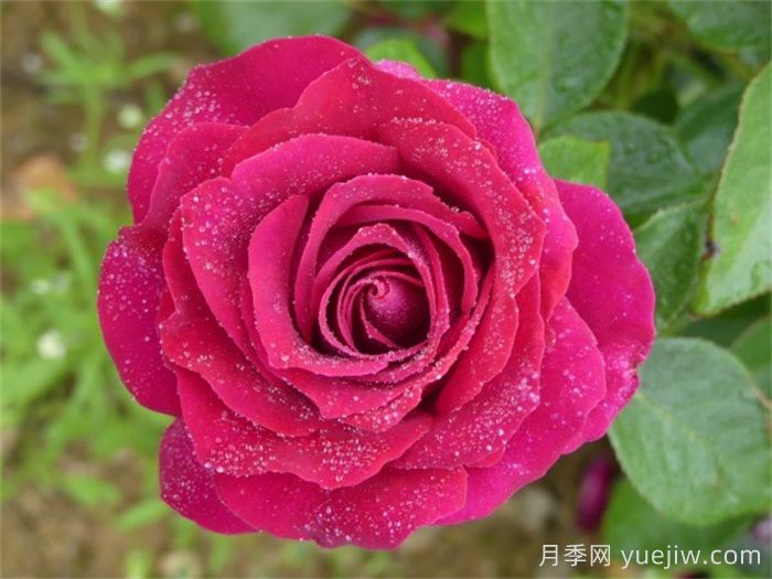 美人丽芙月季/丽滨月季(图2)