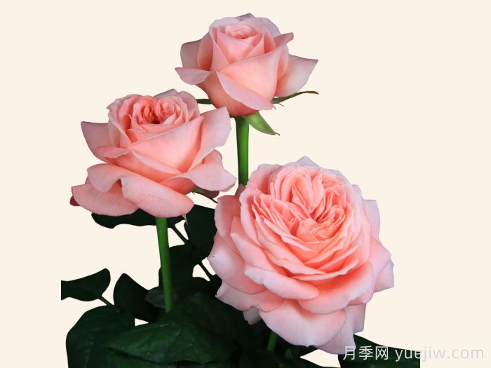 伦敦眼月季(图2)