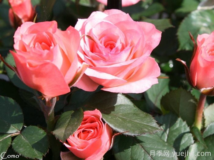 永远的科莫月季(图3)