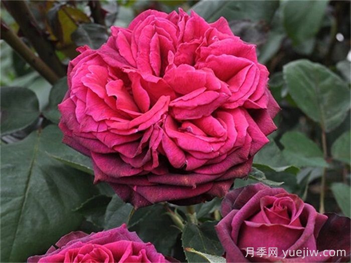 狄安娜伯爵夫人月季介绍和优缺点(图1)