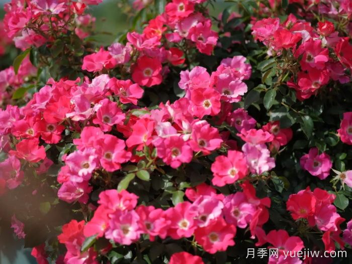 西子嫣红月季(图1)