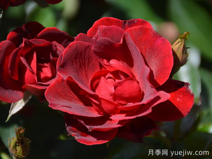 血腥玛丽月季/红磨坊街景/砖房(图1)