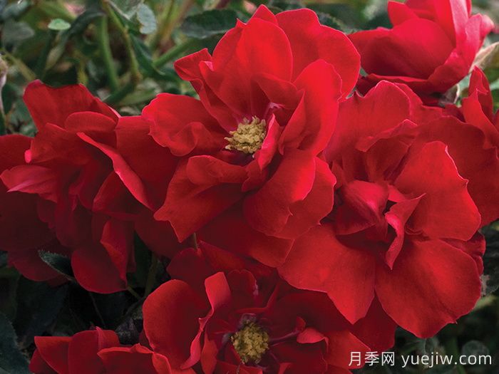 血腥玛丽月季/红磨坊街景/砖房(图2)