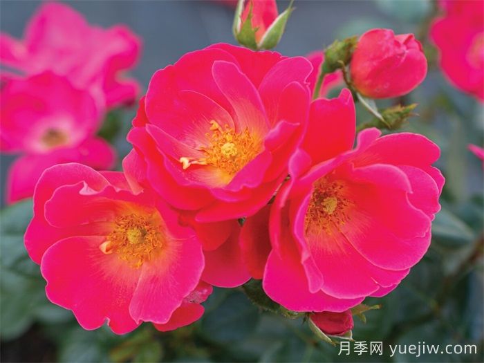 粉砖房月季(图1)