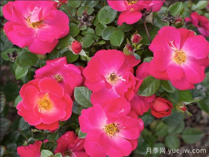 粉砖房月季(图2)