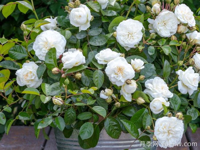 玛莲娜毕加索月季/香草马卡龙/白色格蕾丝(图1)