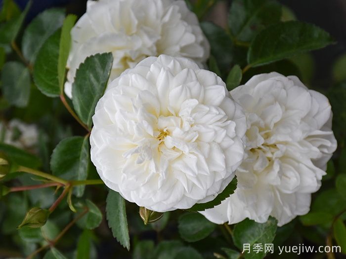 玛莲娜毕加索月季/香草马卡龙/白色格蕾丝(图2)