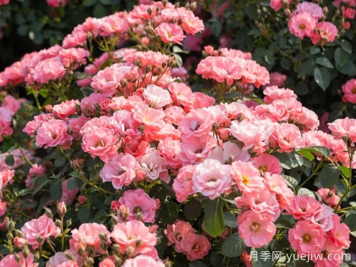 西子微微月季(图1)