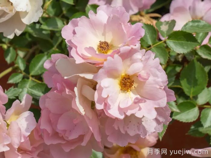 西子日丽月季(图3)