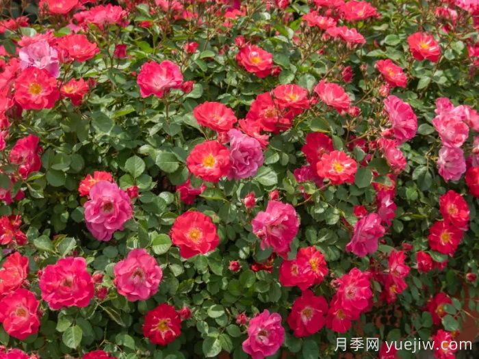 西子春和月季(图3)