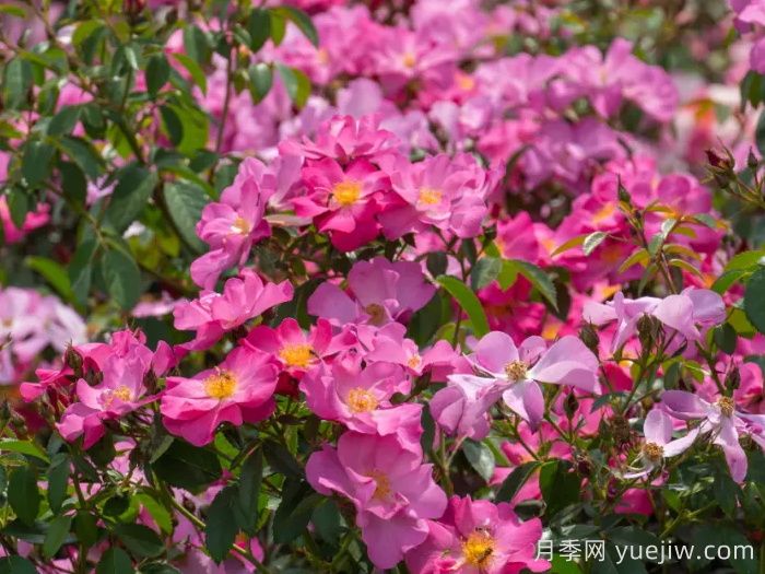 西子春晓月季(图2)