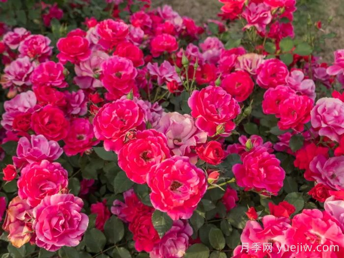 西子景行月季(图2)