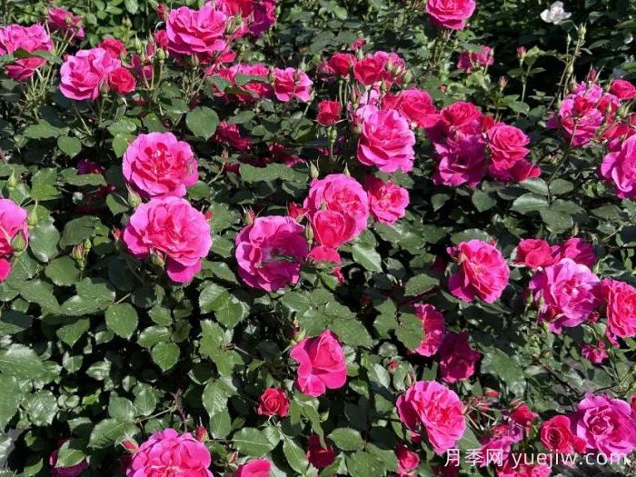 西子景行月季(图1)