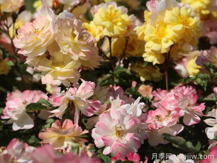 巴黎之梦月季/梦巴黎街景/巴黎街景/彩色鸡尾酒(图4)