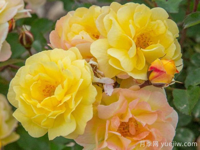 巴黎之梦月季/梦巴黎街景/巴黎街景/彩色鸡尾酒(图2)