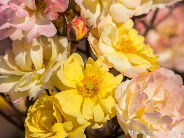 巴黎之梦月季/梦巴黎街景/巴黎街景/彩色鸡尾酒(图1)