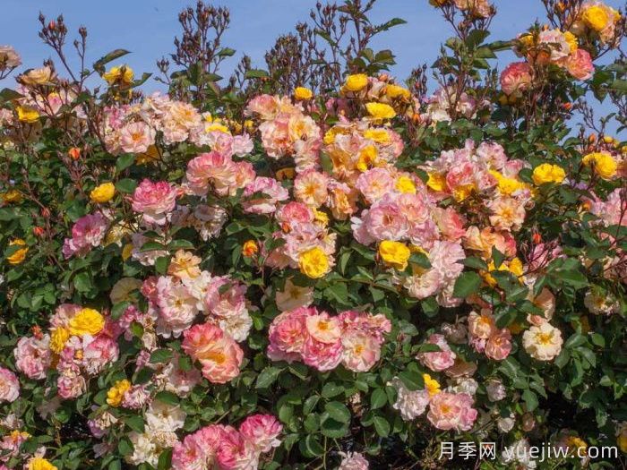 巴黎之梦月季/梦巴黎街景/巴黎街景/彩色鸡尾酒(图3)