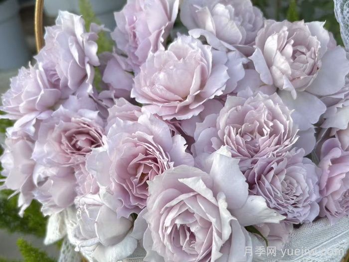 梦星落月季(图1)