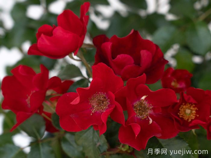 猩红漂流月季(图1)