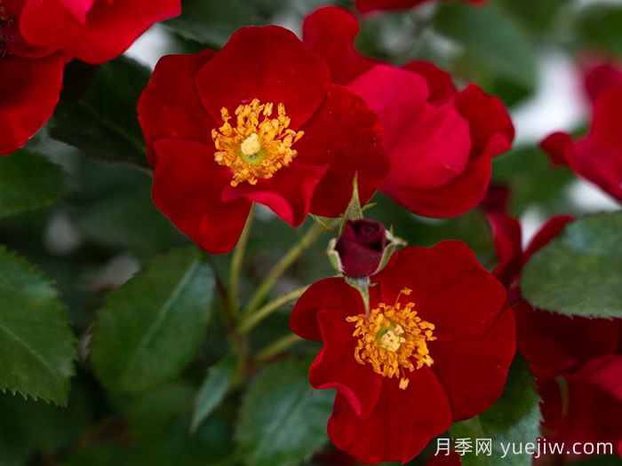 猩红漂流月季(图2)