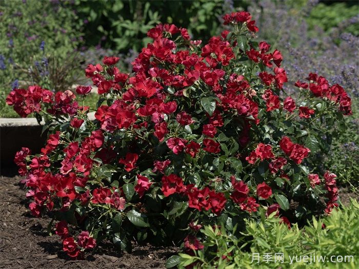猩红漂流月季(图3)