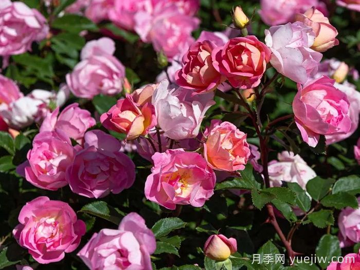 瑶光玫迪兰月季(图1)