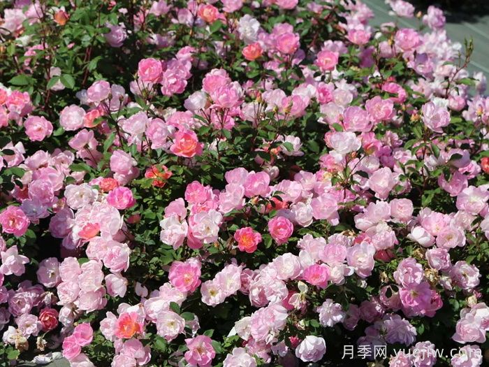 瑶光玫迪兰月季(图3)