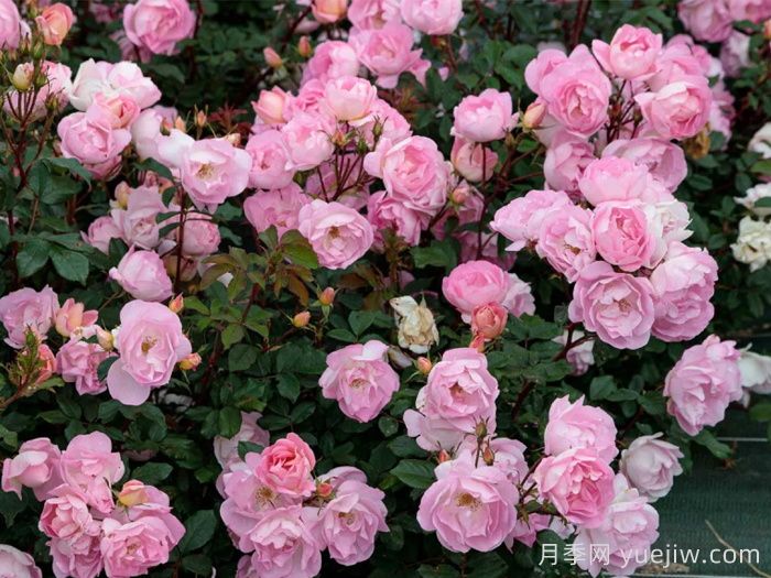 瑶光玫迪兰月季(图2)
