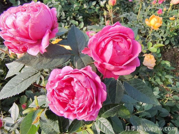 苏菲宝贝月季(图1)