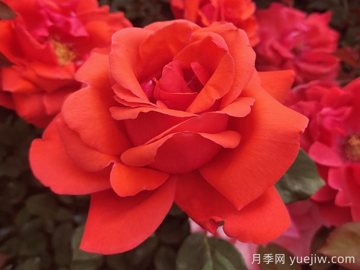 绯扇月季/菲扇/红扇(图2) 绯扇月季/菲扇/红扇(图2)