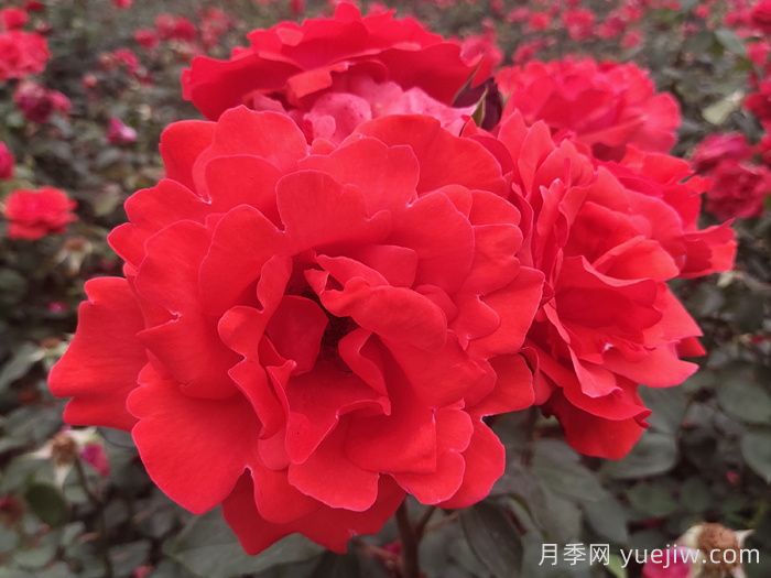 绯扇月季/菲扇/红扇(图3) 绯扇月季/菲扇/红扇(图3)