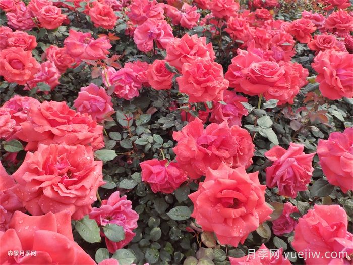 绯扇月季/菲扇/红扇(图4) 绯扇月季/菲扇/红扇(图4)