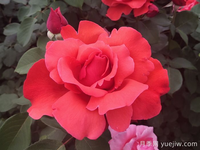 绯扇月季/菲扇/红扇(图5) 绯扇月季/菲扇/红扇(图5)