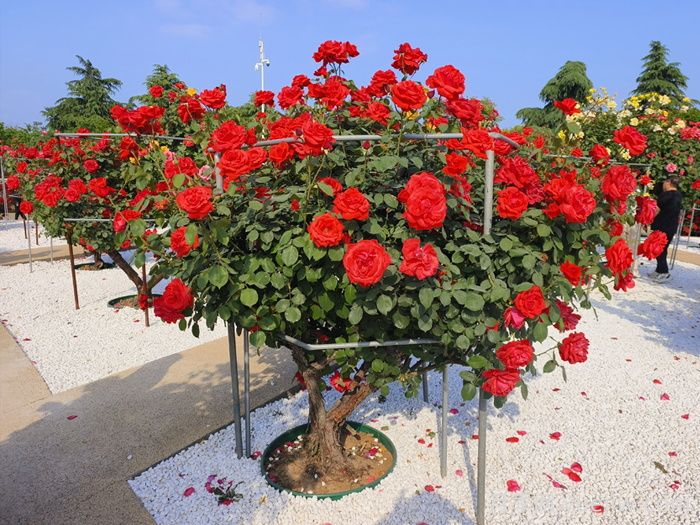 绯扇月季/菲扇/红扇(图7) 绯扇月季/菲扇/红扇(图7)