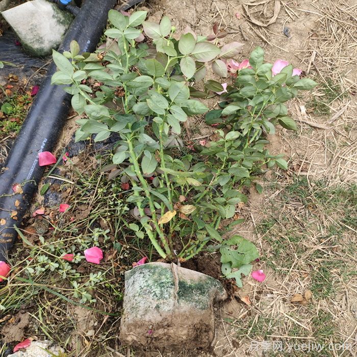 绯扇月季/菲扇/红扇(图8) 绯扇月季/菲扇/红扇(图8)