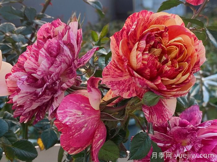 果汁飞溅月季(图1)